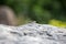 Mountain agama (Laudakia stellio) basking on a rock on the natur