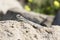 Mountain agama (Laudakia stellio) basking on a rock on the natural green blur background