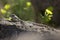 Mountain agama (Laudakia stellio) basking on a rock on the natural green blur background