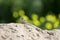 Mountain agama (Laudakia stellio) basking on a rock on the natural green blur background