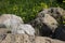 Mountain agama (Laudakia stellio) basking on a rock on the natural green blur background