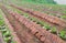 Mountain agriculture field. Vegetable plantation scene in Mon Cham a hill ridge in the area of Mong Nong Hoi village, Mae Rim. Chi