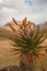 Mountain Aloe (Aloe ferox) 15704