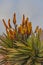 Mountain Aloe (Aloe ferox) 15727