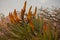 Mountain Aloe (Aloe ferox) 15728