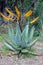 Mountain Aloe, Aloe marlothii