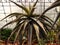 Mountain aloe tree at cactus exhibition in Isfahan, Iran