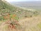 Mountain aloes near Mkuze, Kwa-Zulu Natal, South Africa