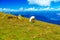 Mountain alpine pastures in the Slovenian. Sheep in the mountains.