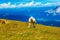 Mountain alpine pastures in the Slovenian. Sheep in the mountains.