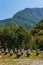 Mountain apiary in Abkhazia