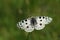 Mountain Apollo butterfly