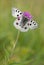 Mountain Apollo Parnassius apollo