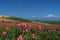 Mountain Ararat.