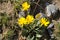 Mountain arnica in the Alps