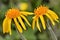 Mountain arnica flowers