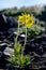 Mountain arnica flowers covered tundra.