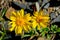 Mountain arnica flowers covered tundra.