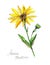 Mountain arnica pencil drawn. Illustration of yellow flower