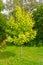 Mountain ash alder Sorbus alnifolia Siebold & Zucc. K. Koch. General form