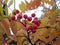 Mountain ash in the autumn