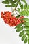 Mountain ash berry