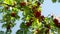 Mountain ash branches with red fruits.