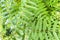 Mountain ash branches with transparent green leaves. Background with green leaves of Sorbus aucuparia in the forest