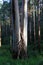 Mountain Ash Eucalyptus - Kalorama, Victoria, Australia