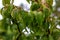 The mountain ash or middlings Tree typical of the mountain belt, with stem up to 15 meters high. If it grows in difficult stations