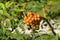 Mountain ash or Rowan, Sorbus tree with riping berries, close-up, selective focus, shallow DOF