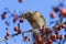 The mountain ash thrush Turdus pilaris, fieldfare sits on a rowan branch