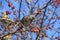 The mountain ash thrush Turdus pilaris, fieldfare sits on a rowan branch