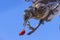 The mountain ash thrush Turdus pilaris, fieldfare sits on a rowan branch