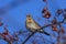 The mountain ash thrush Turdus pilaris, fieldfare sits on a rowan branch