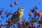 The mountain ash thrush Turdus pilaris, fieldfare sits on a rowan branch