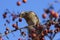 The mountain ash thrush Turdus pilaris, fieldfare sits on a rowan branch