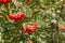 Mountain-ash tree with clusters of ripe rowanberries