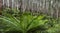 Mountain Ash and Tree Ferns Australian Rainforest