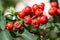 Mountain Ash tree fruit. Close up of red berries.