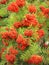 Mountain Ash Tree in late summer with clusters of ripe red berries,