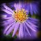 Mountain aster, Aster dumosus