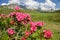 Mountain Azalea, Switzerland