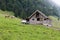 Mountain barn seealpsee, barn with open window in the attic, visible hay bales, in front of the house milk trailer and cows on the