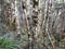 Mountain beech forest on the slopes of Mount Ruapehu in New Zealand