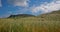 Mountain behind long grass in Sligo Ireland