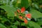 Mountain berry flower, soft background