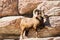 Mountain Bighorn Sheep