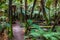 Mountain bike track in the redwoods - Rotorua