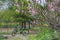 Mountain bike under peach blossom.